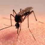 Skuteczne sposoby na komary i ukąszenia