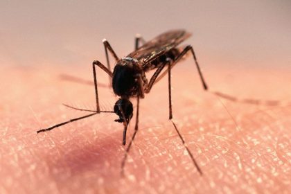 Skuteczne sposoby na komary i ukąszenia
