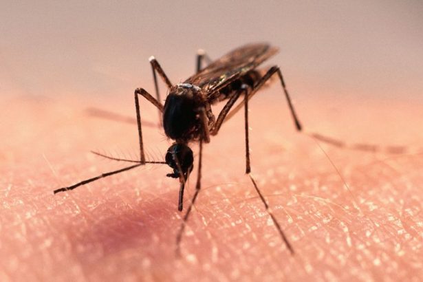 Skuteczne sposoby na komary i ukąszenia