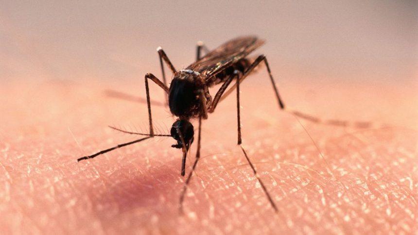 Skuteczne sposoby na komary i ukąszenia