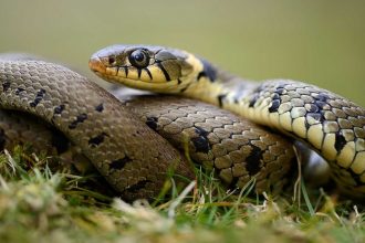 Co oznacza sen o wężach — interpretacja i znaczenie