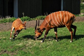 Zwłoki zwierząt odkryte w zoo w Opolu